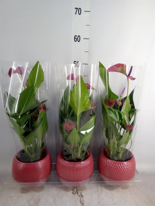 <h4>Anthurium andr. 'Pure Purple'</h4>