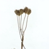 Dried Ammi Natural X L (p Stem)