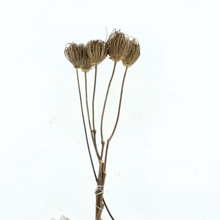 Dried Ammi Natural X L (p Stem)