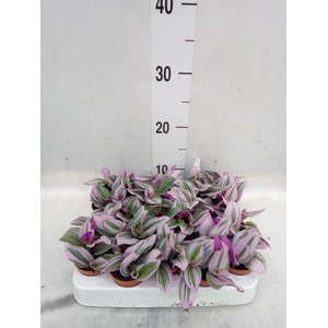 Tradescantia cerinth. 'Nanouk'