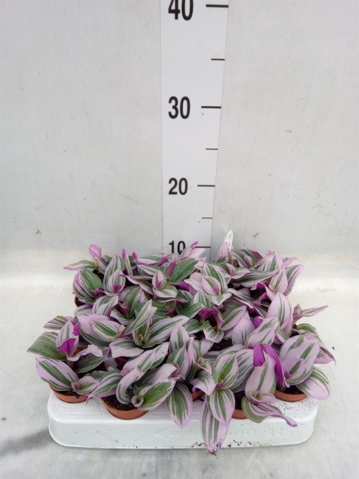 <h4>Tradescantia cerinth. 'Nanouk'</h4>