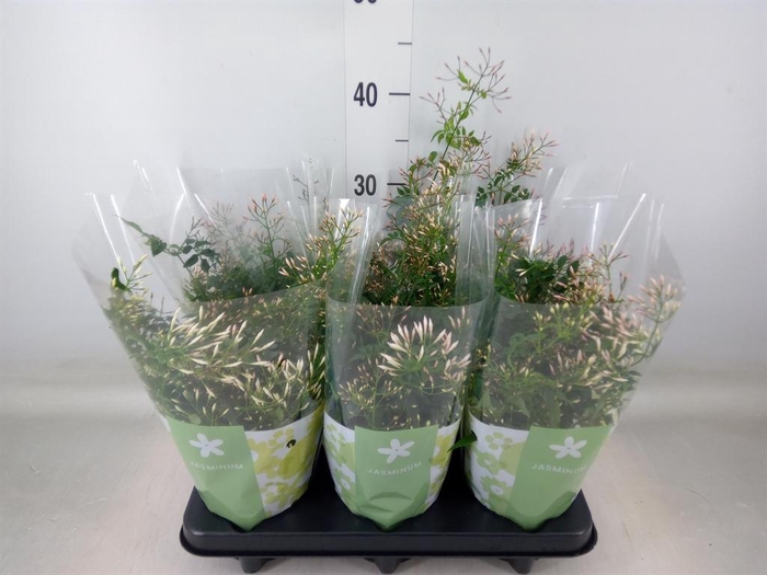 <h4>Jasminum polyanthum</h4>