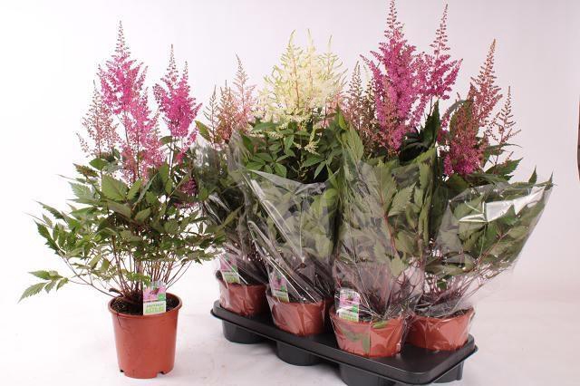 <h4>ASTILB GEM 3 KL</h4>