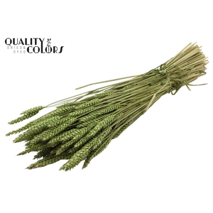 Triticum per bunch Light Green
