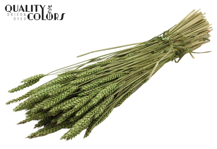 <h4>Triticum per bunch Light Green</h4>