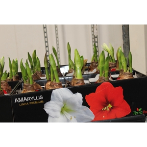 AMARYLLIS P14 MIN 2 HT