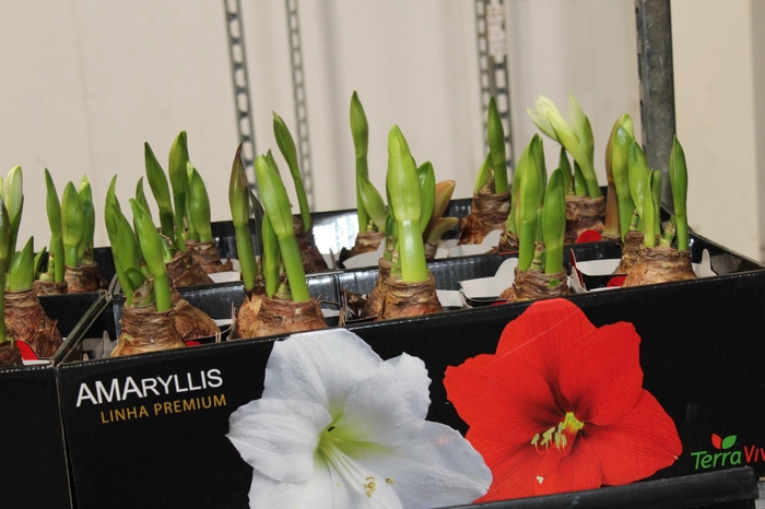 <h4>AMARYLLIS P14 MIN 2 HT</h4>