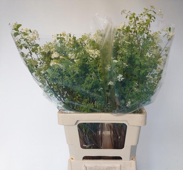 <h4>SPIR NIP SNOWMOUND</h4>