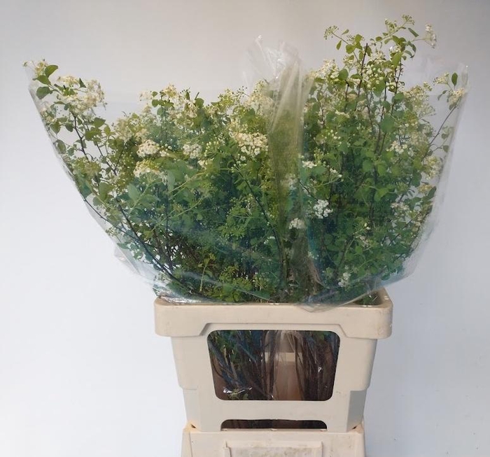 <h4>SPIR NIP SNOWMOUND</h4>