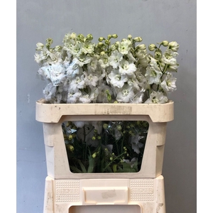 Delphinium Centurion White