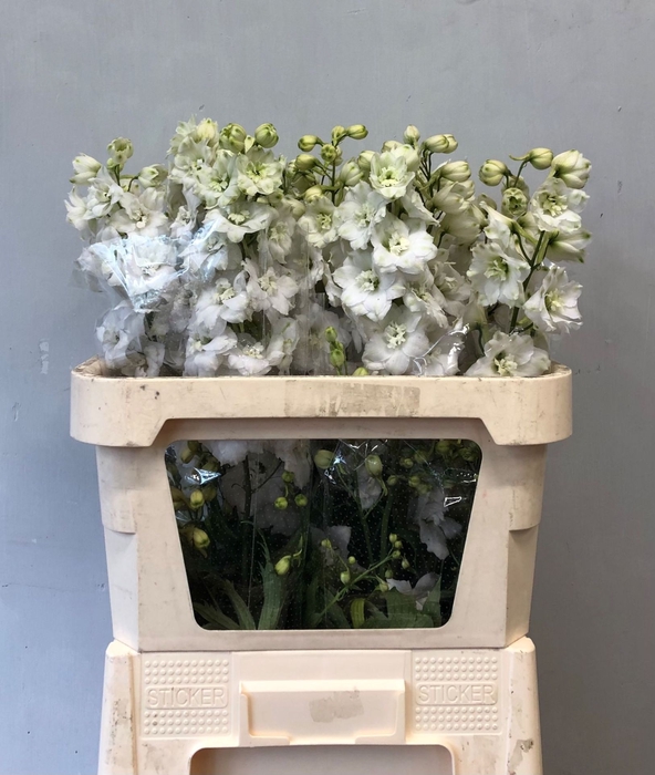 <h4>Delphinium Centurion White</h4>