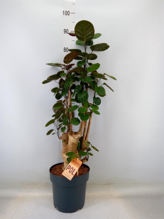 <h4>Polyscias scutellaria 'Fabian'</h4>