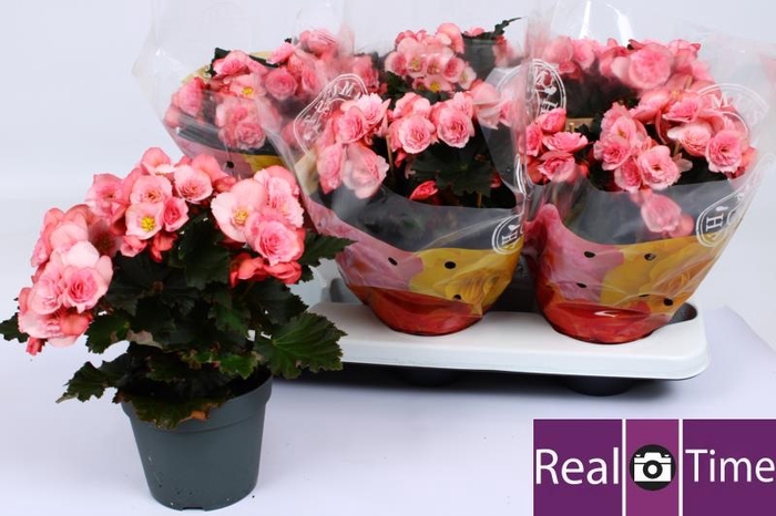 <h4>BEG DU MO 2 JOY PINK</h4>