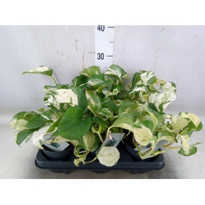 Epipremnum pinn. 'Manjula'