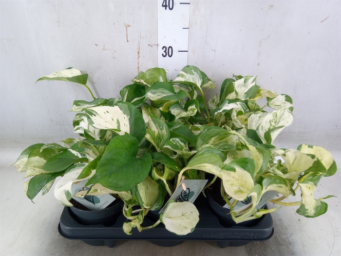 <h4>Epipremnum pinn. 'Manjula'</h4>