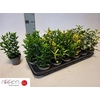 Euonymus Jap Gem