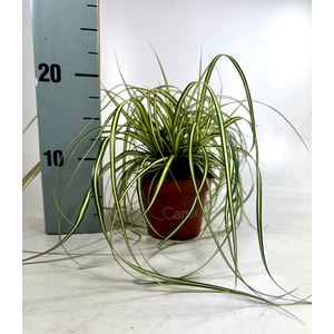 Carex hach. Evergold