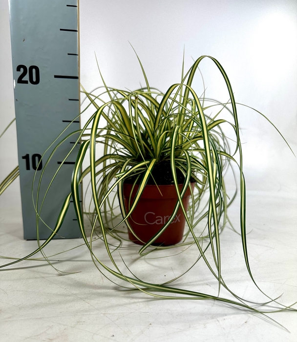 <h4>Carex hach. Evergold</h4>