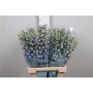 Delphinium DU 'Guardian Lavender'