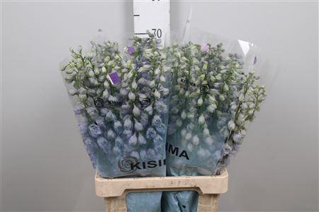 <h4>Delphinium DU 'Guardian Lavender'</h4>