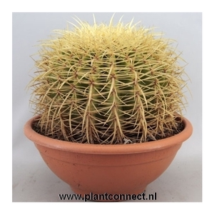 2356 Grusonii schaal 24