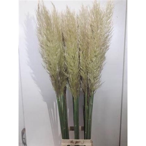 Cortaderia Se Evita