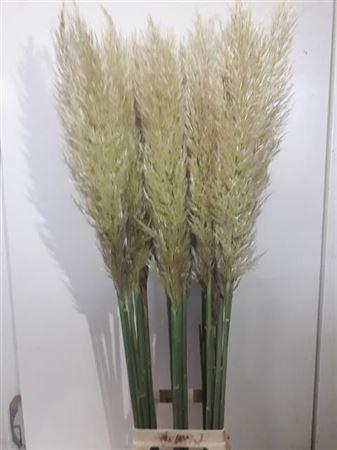 <h4>Cortaderia Se Evita</h4>