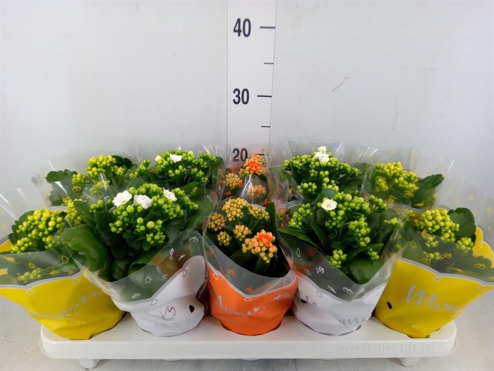 <h4>Kalanchoe blos.   ..rosebud mix  3</h4>