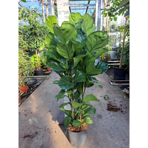 <h4>Ficus Lyrata toef 190</h4>