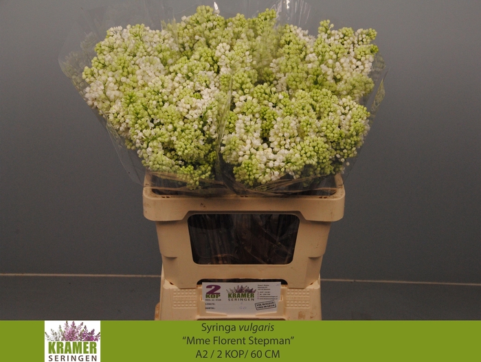 <h4>SYR V MME FL STEPMAN</h4>