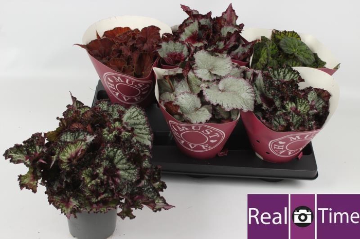 <h4>BEG BEL GEM</h4>