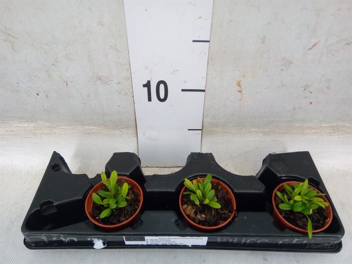 <h4>Planten   ... L%</h4>