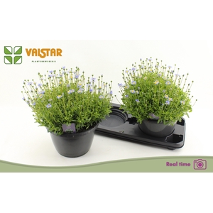 FELI AM FELICIT BLUE