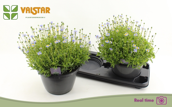 <h4>FELI AM FELICIT BLUE</h4>