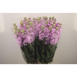 Matth Iron * Premium* Lavendel