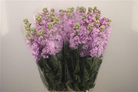 <h4>Matth Iron * Premium* Lavendel</h4>