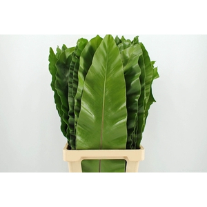 Asplenium nidus