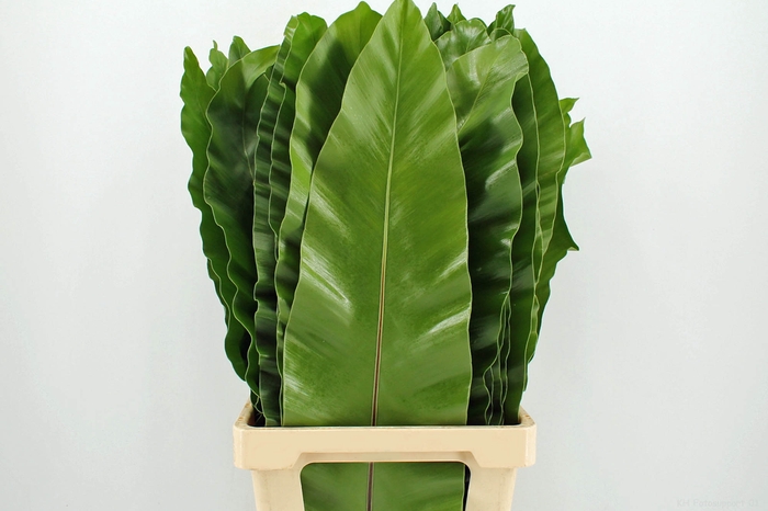 <h4>Asplenium nidus</h4>