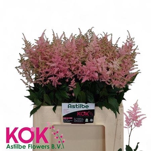 Astil Ja Ov Roze