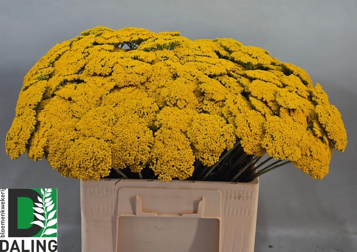 <h4>Achillea F Park Variety Daling</h4>