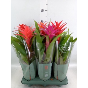 Guzmania   ...mix