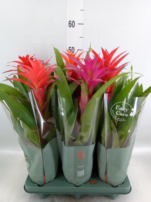 <h4>Guzmania   ...mix</h4>