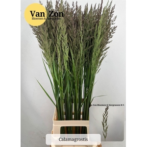 Calamagrostis Brachy