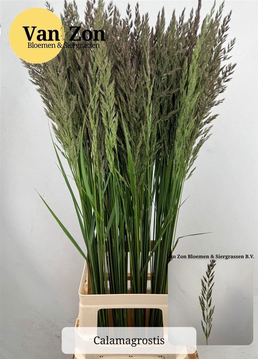 <h4>Calamagrostis Brachy</h4>