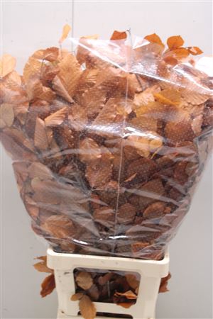 <h4>Preserved Beuk Oranje</h4>