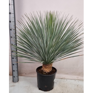 YUC ROSTRATA