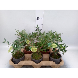 Arr.   Tuinplanten L%
