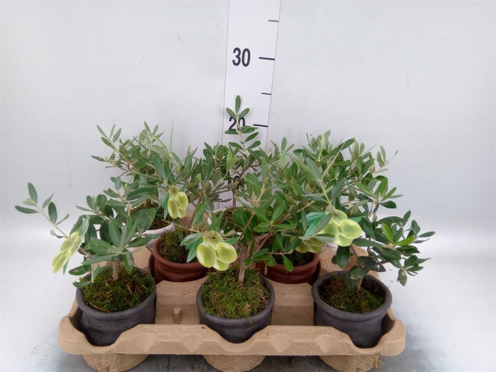 <h4>Arr. Tuinplanten L%</h4>