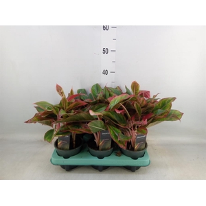Aglaonema  'Crete'