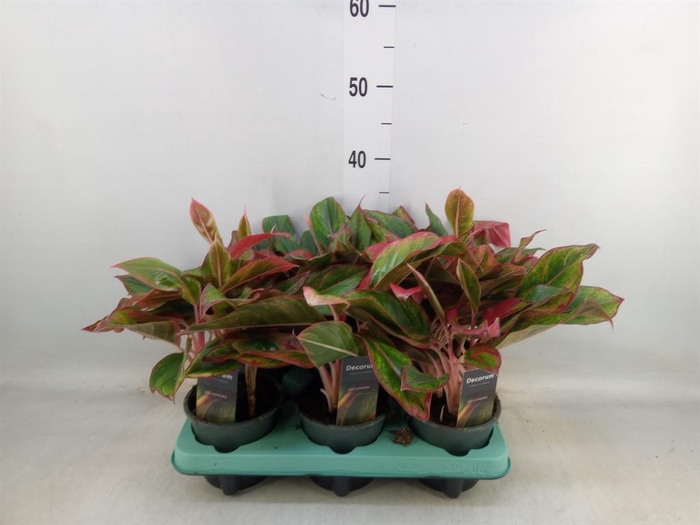<h4>Aglaonema 'Crete'</h4>